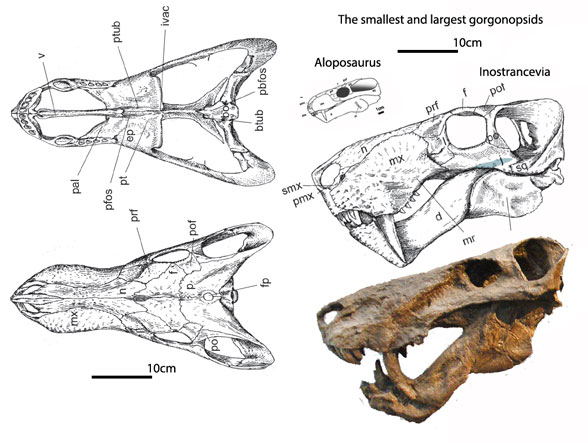 Inostrancevia skull