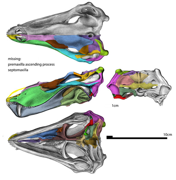 Lobalopex skull 4 views