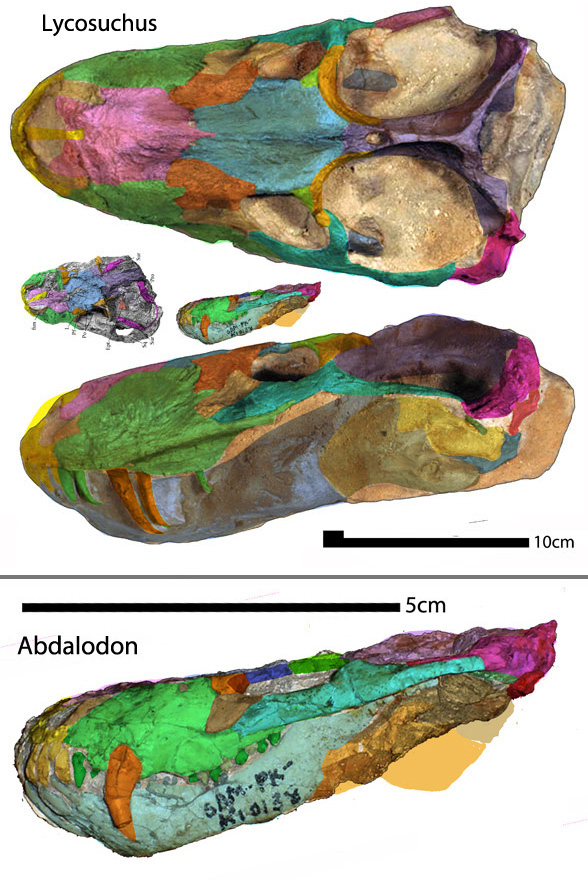 Lycosuchus skull