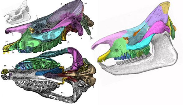 Aceratherium skull