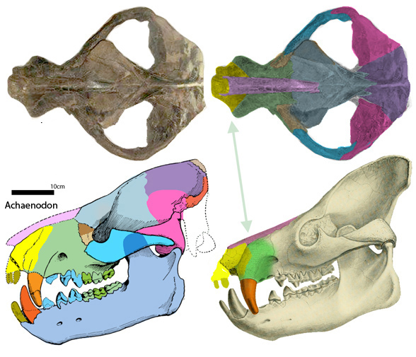 Achaenodon skulls