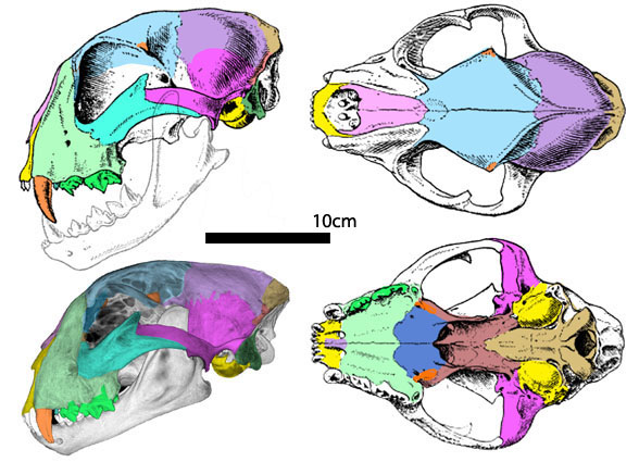 Acinonyx skull