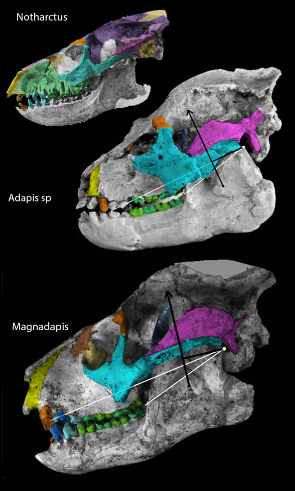 Adapis and Magnadapis