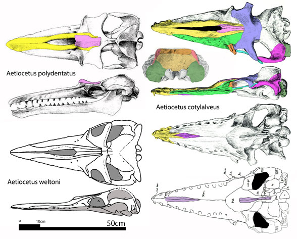 Aetiocetus species