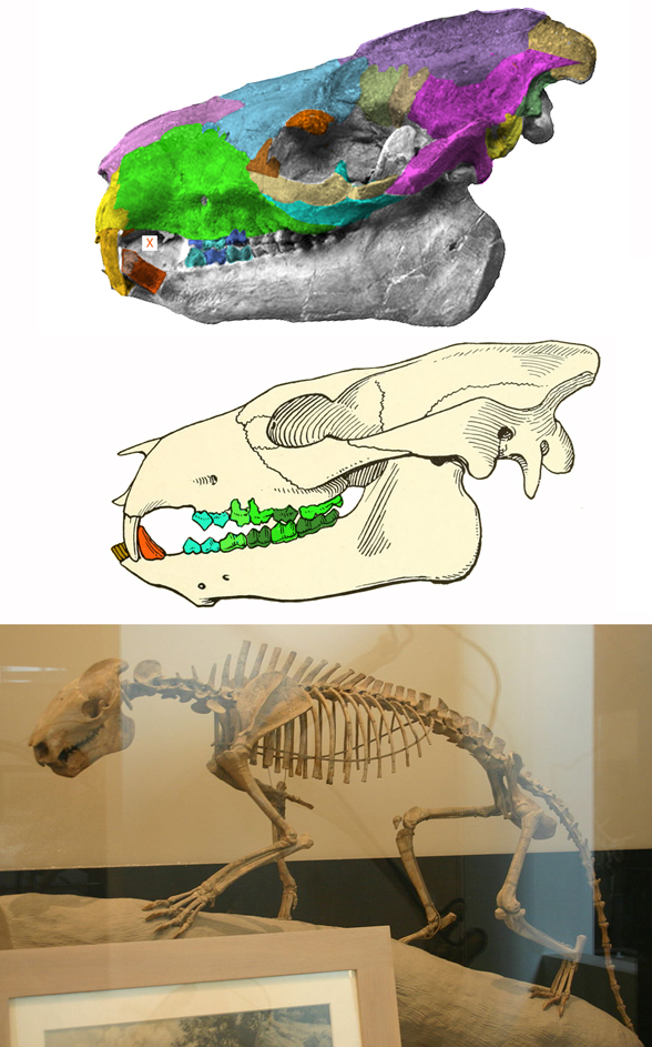 Agriochoerus latifrons