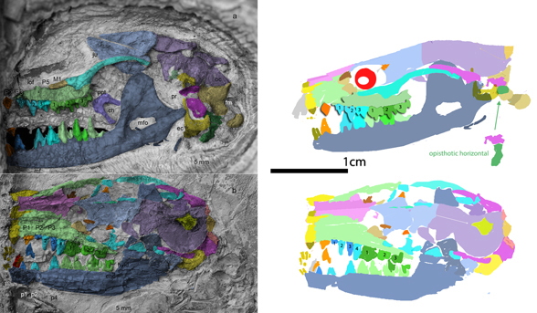 Ambolestes skull