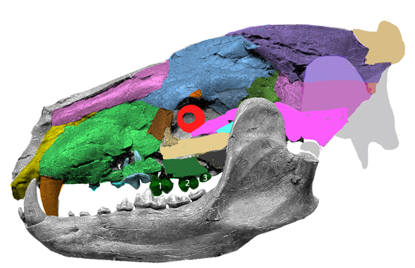 Amphicyon major skull