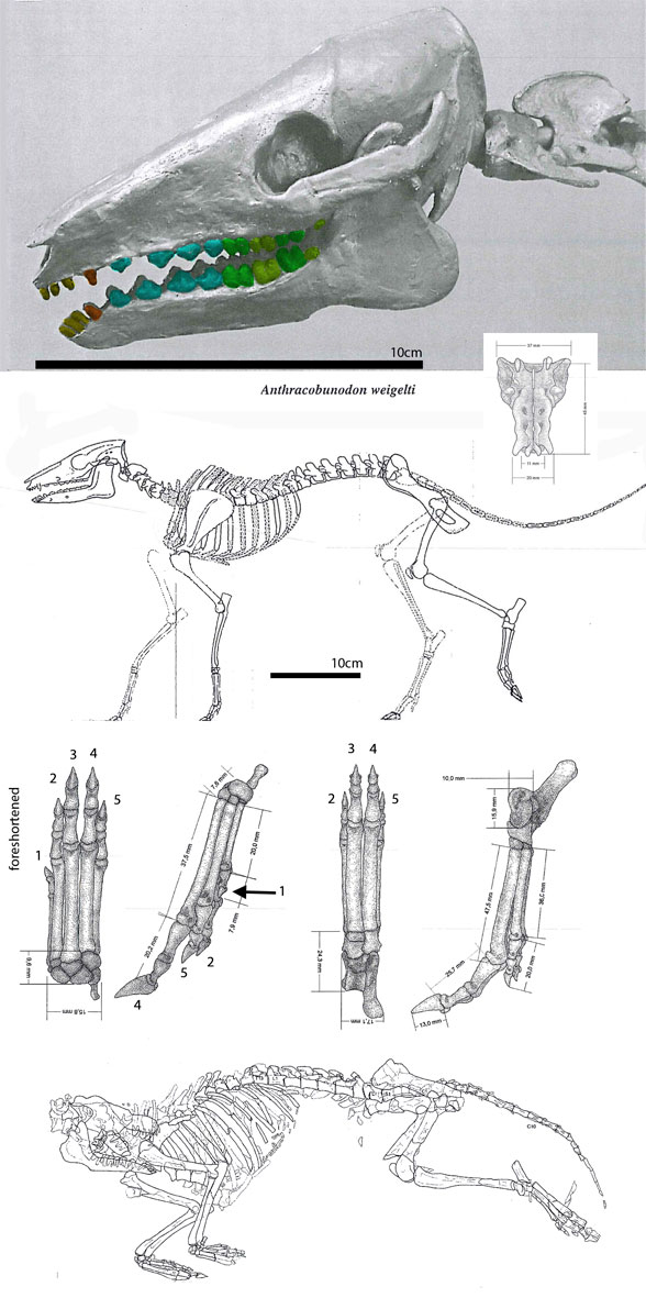 Anthracobunodon