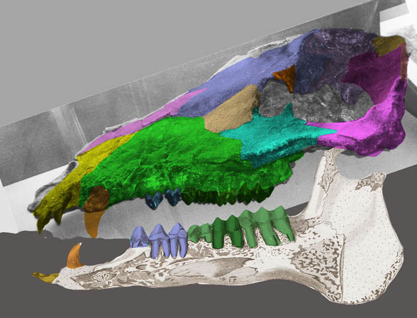 anthracotherium skull