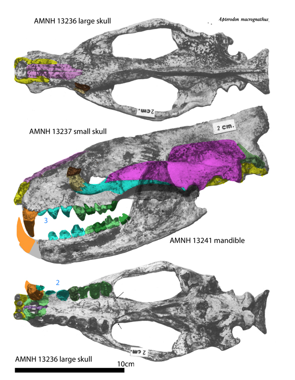 Aperodon insitu