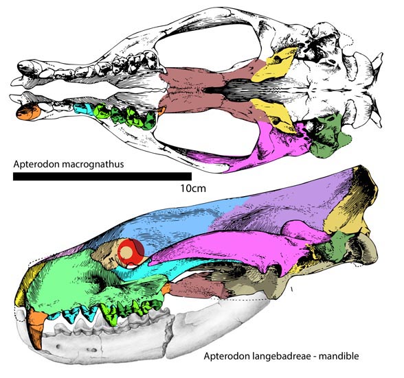 Apterodon macrognathus