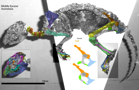 Aumelasia in situ