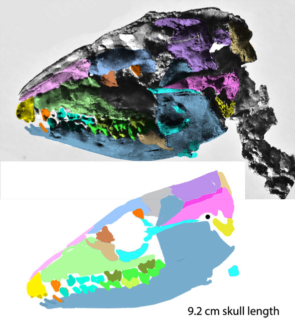 Aumelasia skull 2