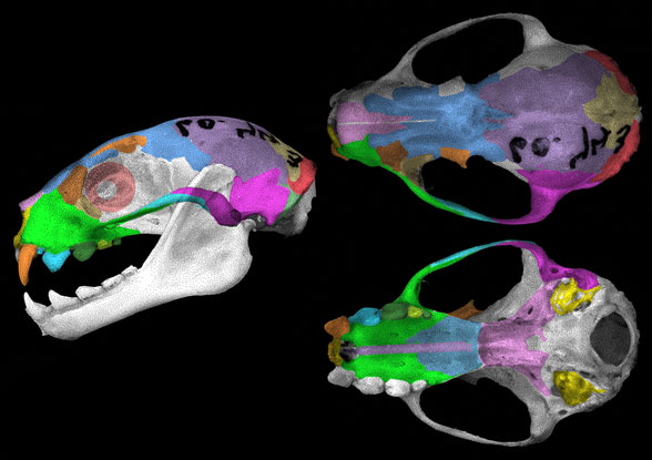 Balionycteris maculata skull