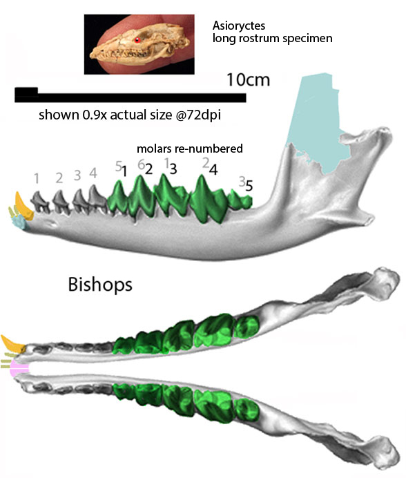 Bishops mandible 2 views