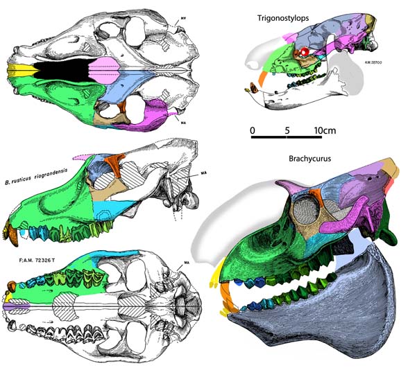 Brachycrus laticeps