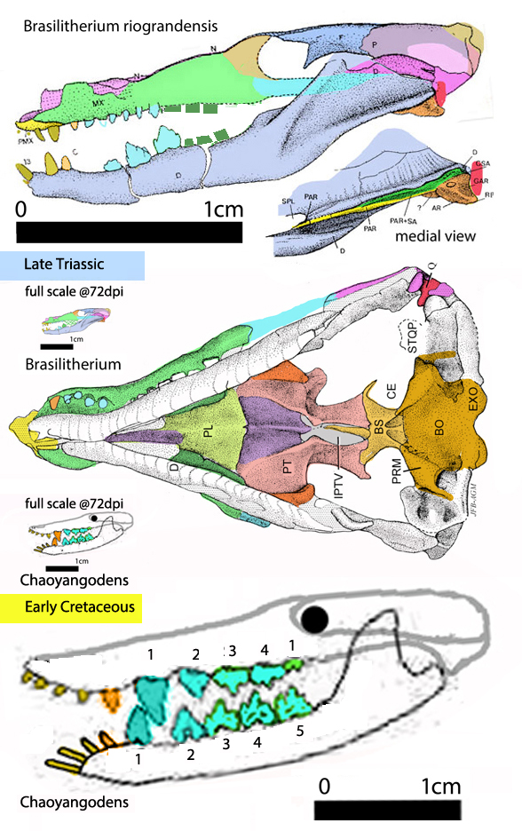 Brasilitherium