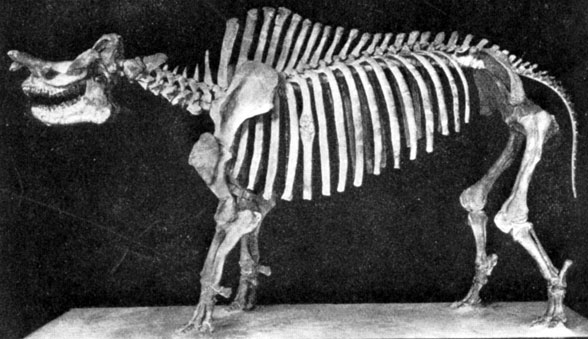 Brontotherium