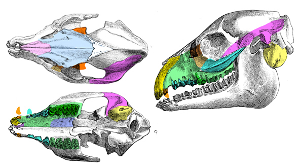 Cainotherium graphic