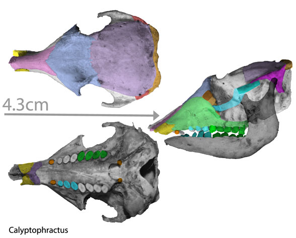 Calyptophractus skull