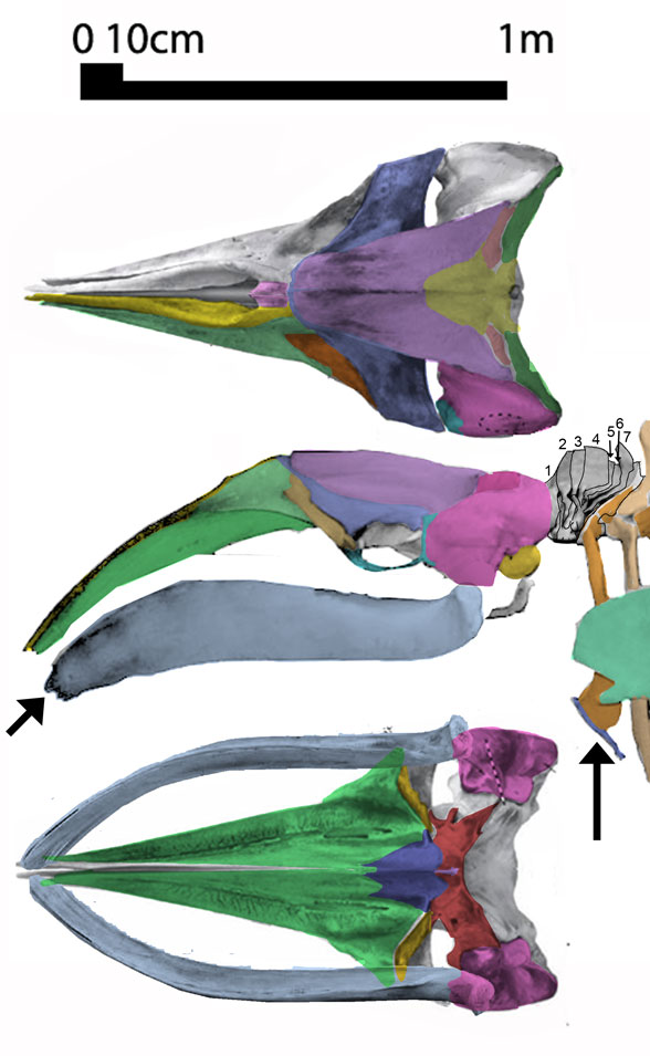 caperia skull 3 views