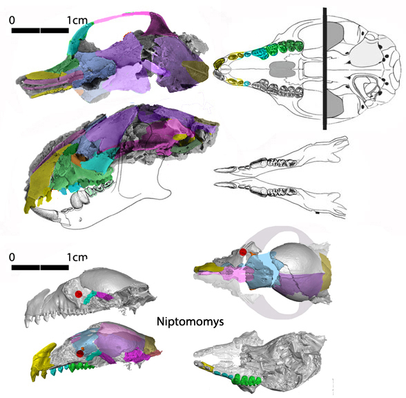 Carpolestes skull