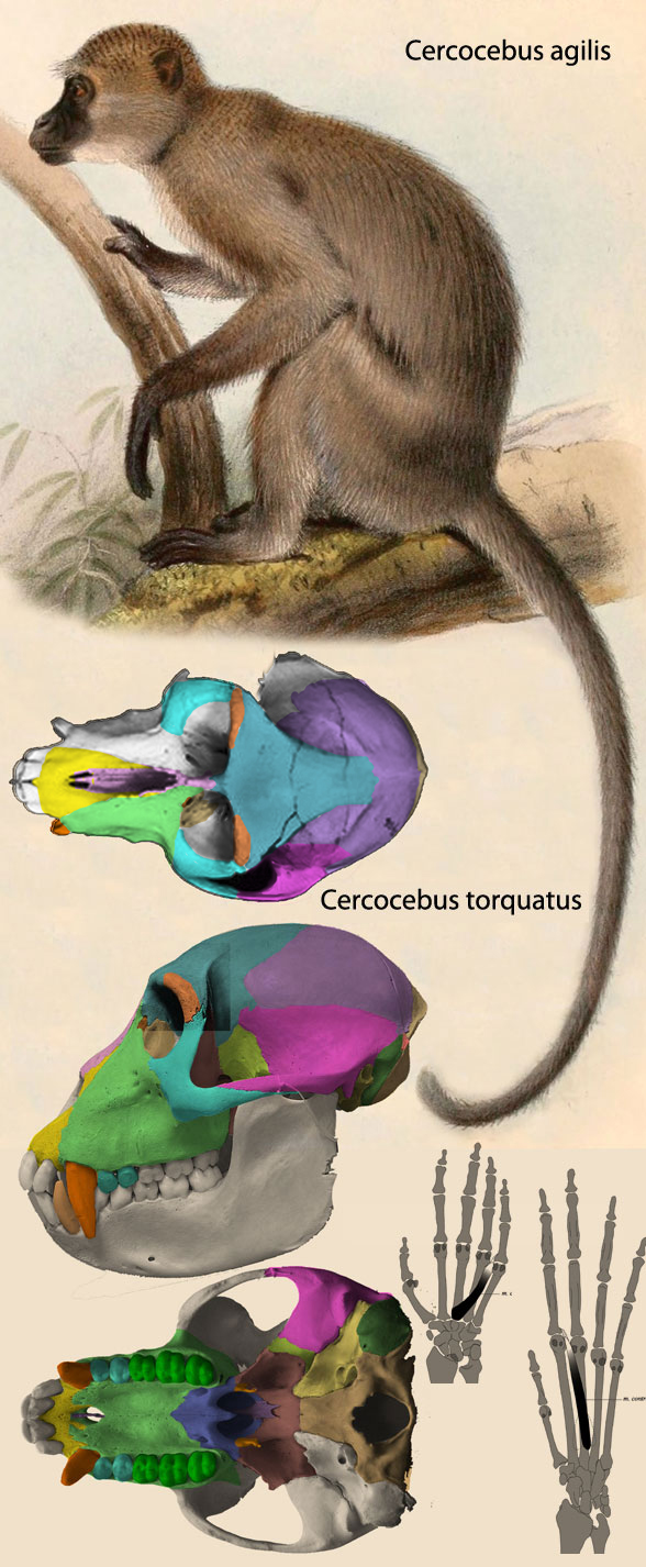 Cercocebus watercolor and skull