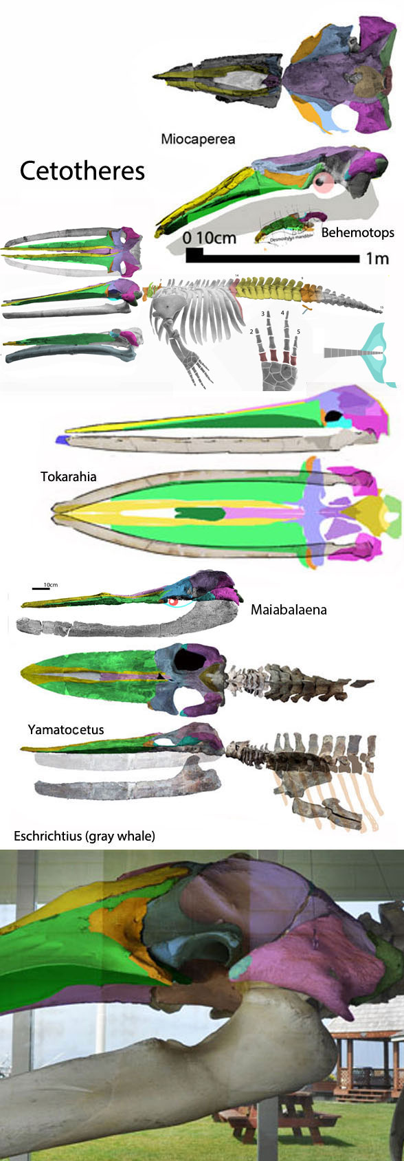 Cetotheres to scale