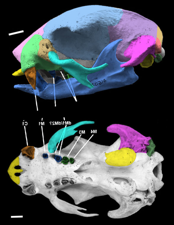 Choloeps skull