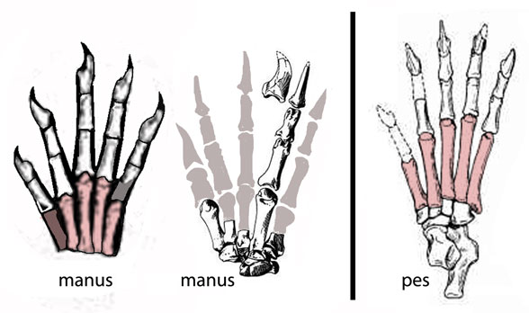 Chriacus manus pes