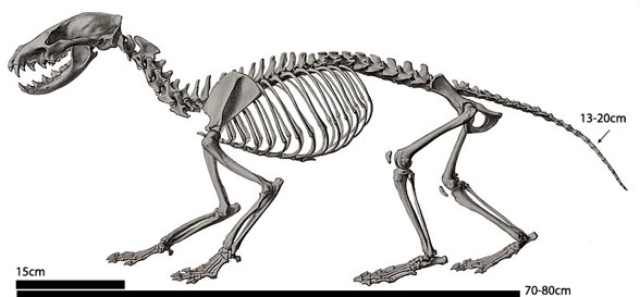 Cynogale skeleton