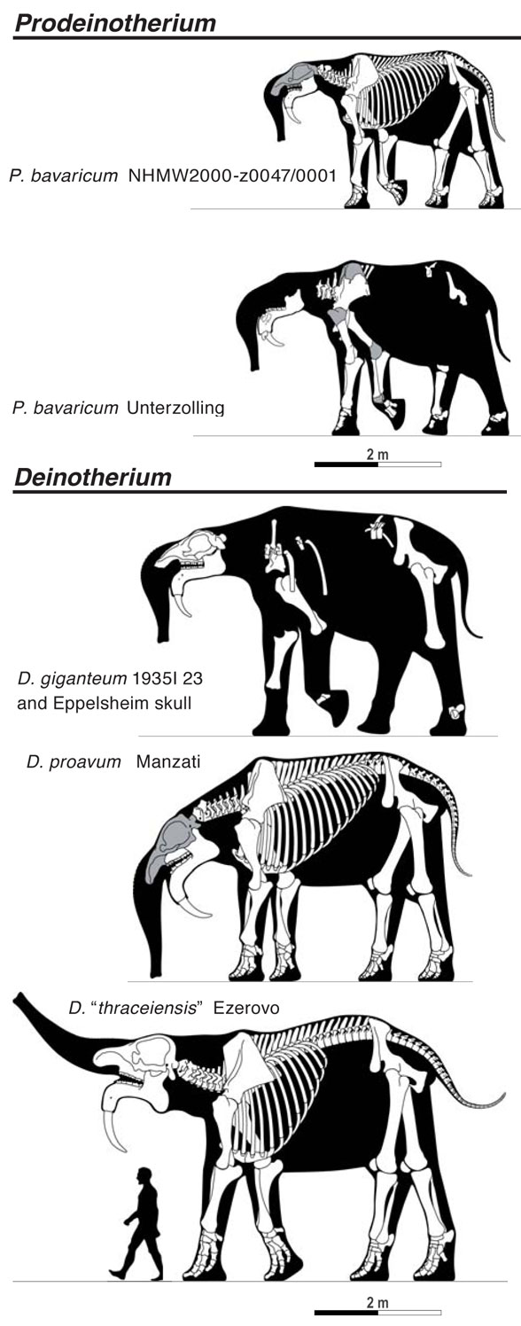 Deinotherium species