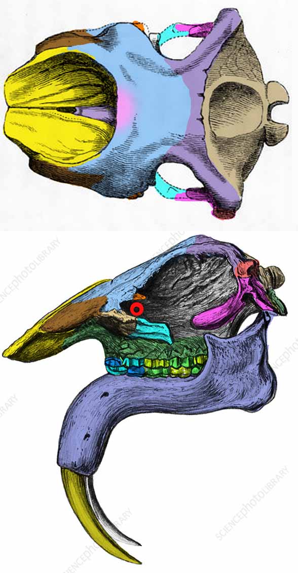 Deinotherium giganteum skull