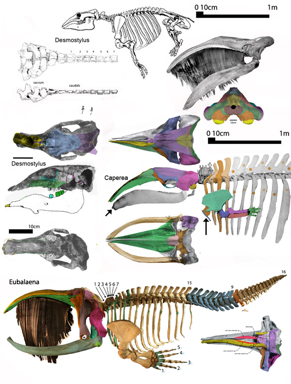 Desmostylus, Caperea and Eubalaena