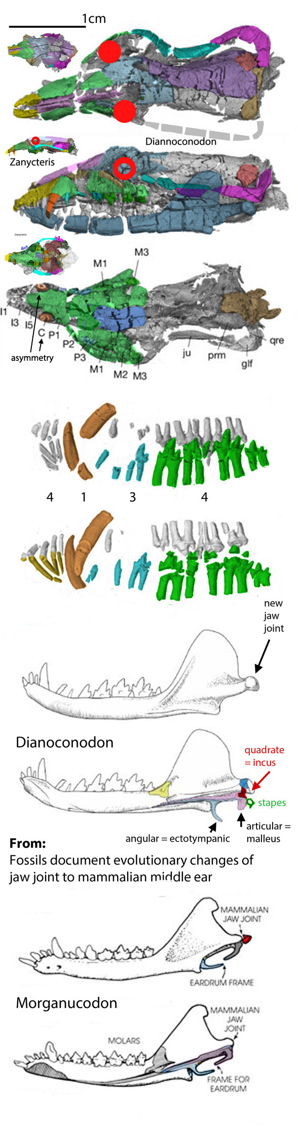 Dianoconodon skull