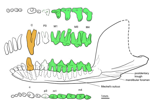 Docofossor teeth