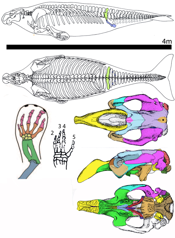 Dusisiren