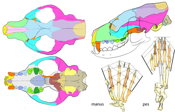 Eoarctos skull