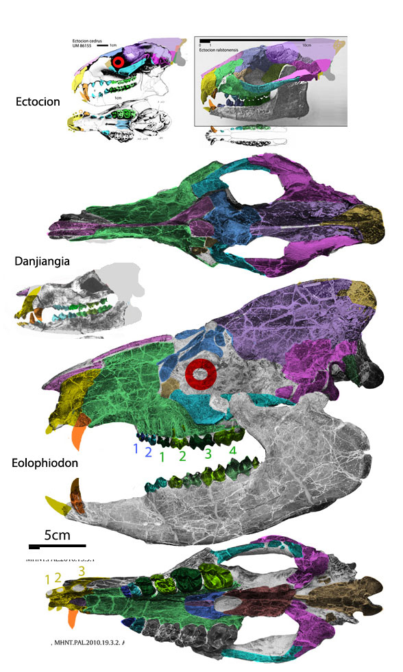 Eolopiodon