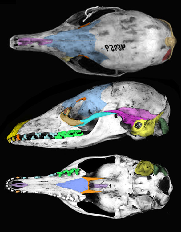 Eupleres skull