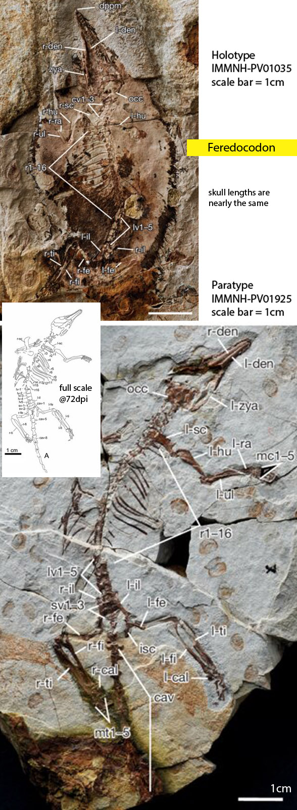 Feredocodon in situ