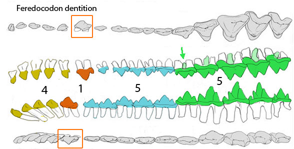 Feredocodon dentition