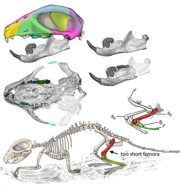 Filikomys primaevus