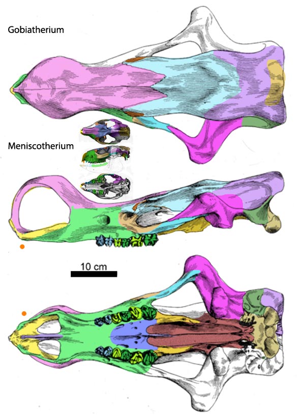 Gobiatherium