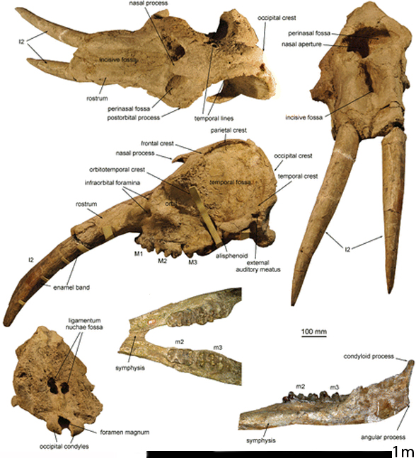 Gomphotherium skull