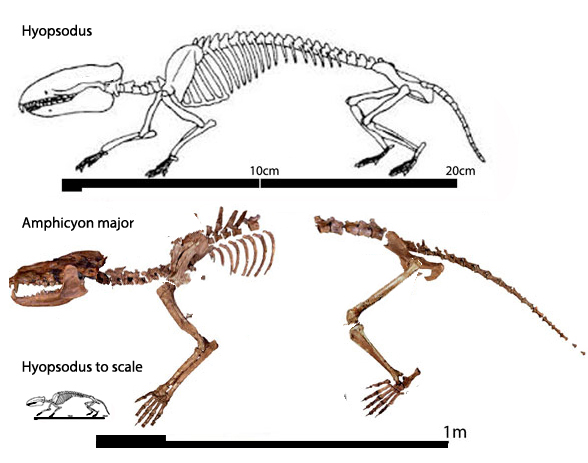 Amphicyon major and Hyposodus to scale