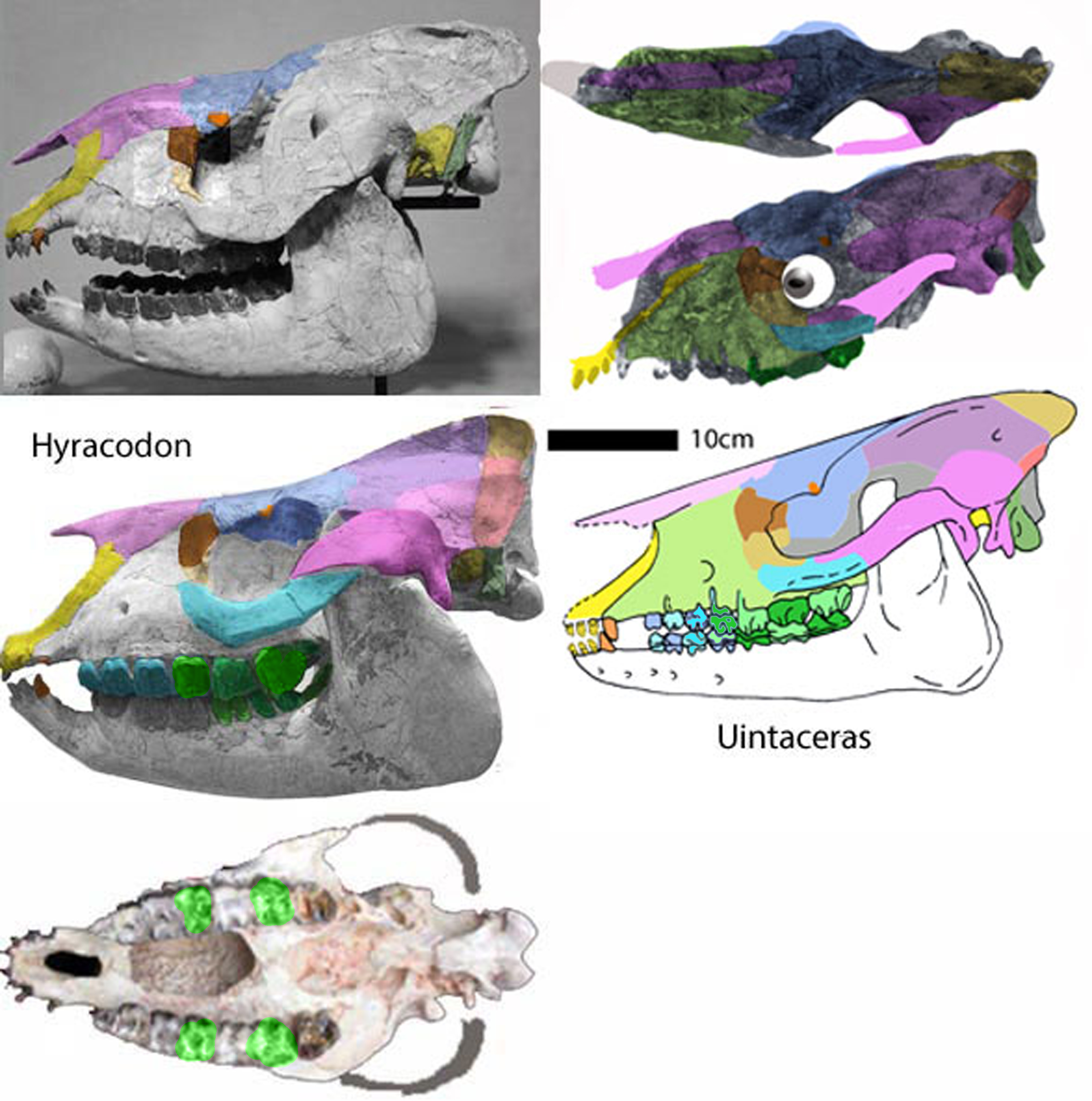 Hyracodon skull