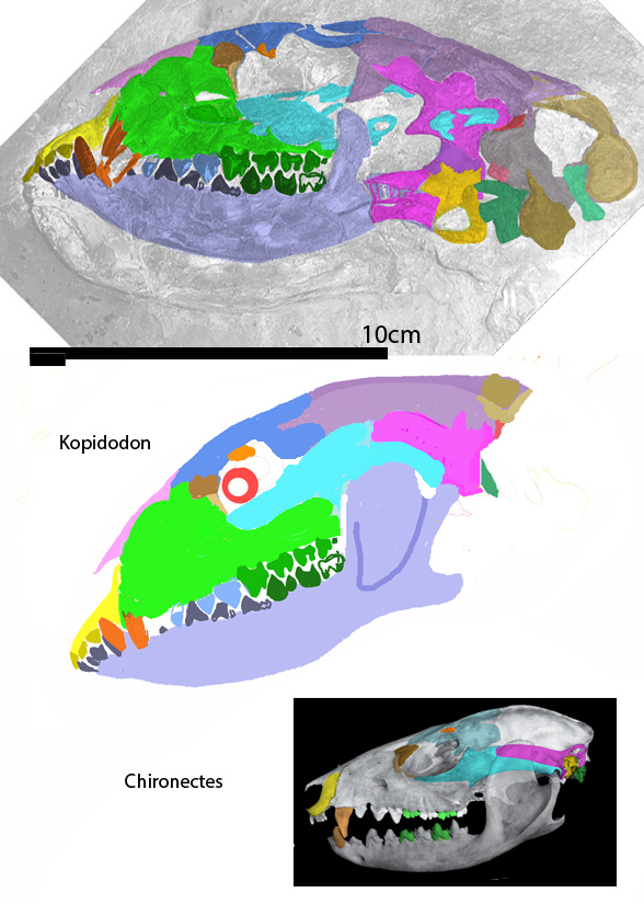 Kopidodon skull