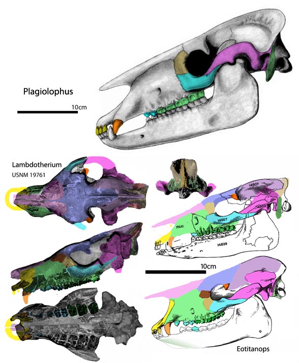 Lambdotherium