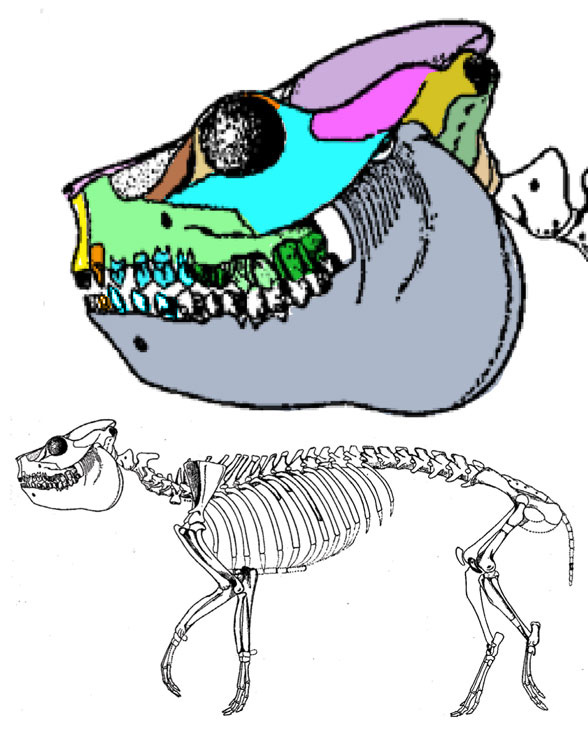 Leptauchenia skull